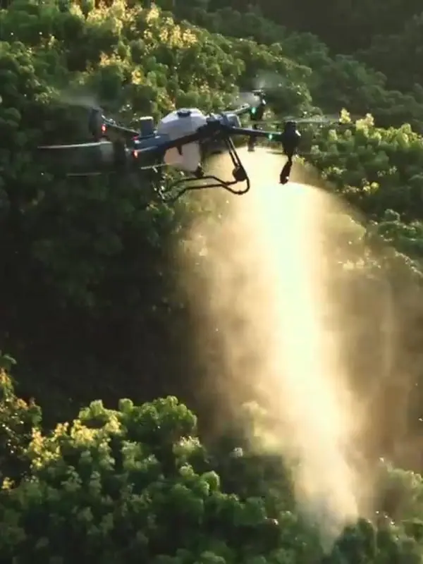 Drone pulverizando um pomar ao entardecer